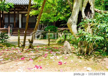 【奈良県】奈良市 白毫寺 (2023/04/11撮影) 【奈良県】奈良市 白毫寺 (2023/04/11撮影) 101800796