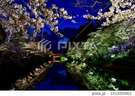 松が岬公園の桜 松が岬公園の桜 101800862