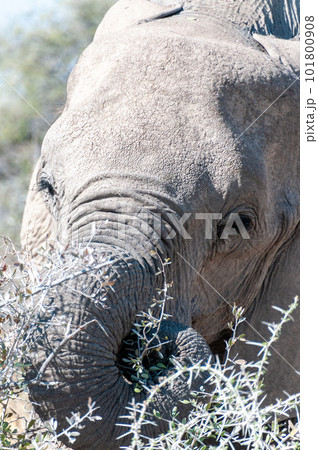 Close-up of an Elephant 101800908