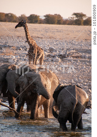 Bathing Elephants in Etosha 101800909