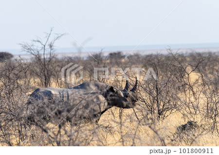 Black Rhino in Etosha Black Rhino in Etosha 101800911