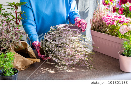 A woman is transplanting heather A woman is transplanting heather 101801138