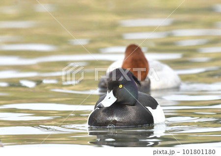 キンクロハジロ 101801180