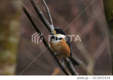 ヤマガラ ヤマガラ 101801418
