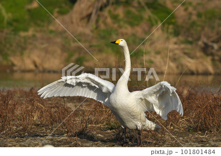 白鳥 白鳥 101801484