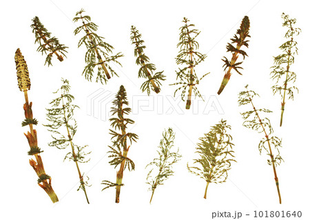 Dried plant, herbarium. Green swamp plants. Elements on a white background Dried plant, herbarium. Green swamp plants. Elements on a white background 101801640