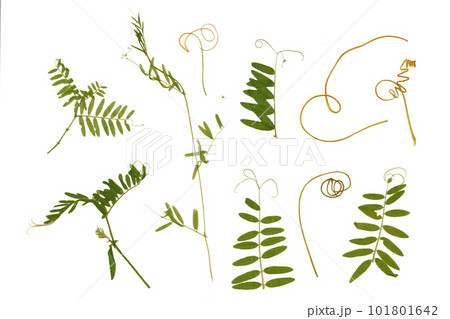 Dried plant, herbarium. Green plants, grass. Elements on a white background Dried plant, herbarium. Green plants, grass. Elements on a white background 101801642