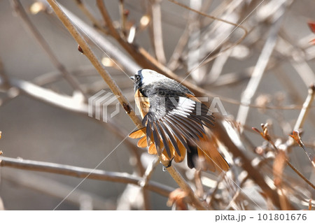 ジョウビタキ 101801676