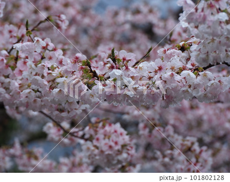 雨に濡れた綺麗な桜の花びら 雨に濡れた綺麗な桜の花びら 101802128