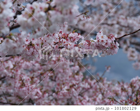 雨に濡れた綺麗な桜の花びら 雨に濡れた綺麗な桜の花びら 101802129