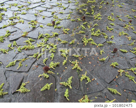役目を終わり地面に落ちた「モミジバフウ」の花 役目を終わり地面に落ちた「モミジバフウ」の花 101802475