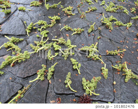 役目を終わり地面に落ちた「モミジバフウ」の花 役目を終わり地面に落ちた「モミジバフウ」の花 101802476