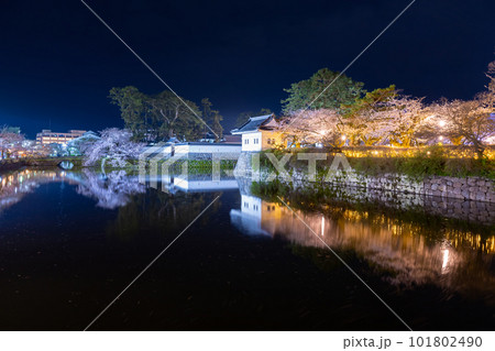 神奈川県小田原市　夜の小田原城と夜桜 101802490