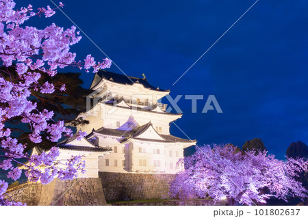 神奈川県小田原市　夜の小田原城と夜桜 101802637