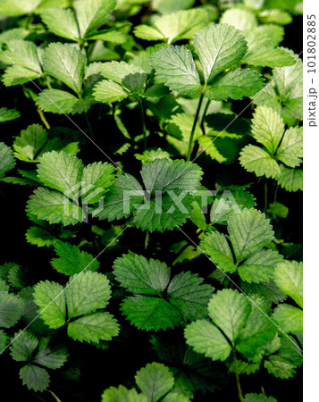 The Mock Strawberry plant for ground cover in the garden 101802885