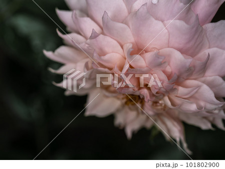 Shape and colors of Le Sablier roses that blooming Shape and colors of Le Sablier roses that blooming 101802900