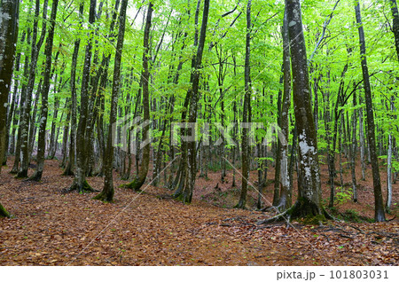 雨に濡れる美人林 雨に濡れる美人林 101803031