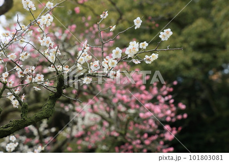 向春の栗林公園(2月下旬・梅の花) 向春の栗林公園(2月下旬・梅の花) 101803081