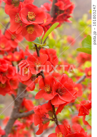 ボケの花 ボケの花 101803247
