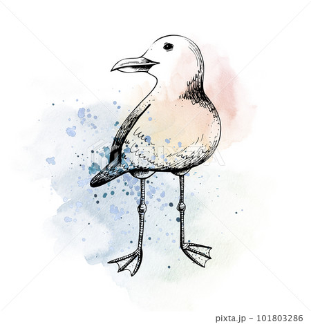 Sea gull. Isolated object drawn by hand in graphic technique. Watercolor illustration for summer, nautical and beach decoration and design 101803286