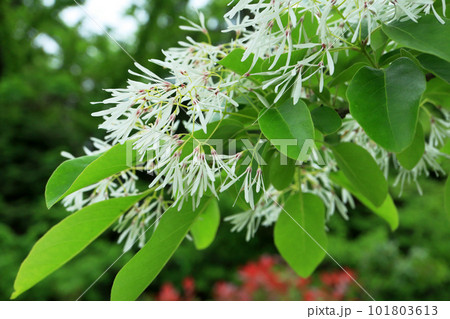 ヒトツバタゴ 101803613