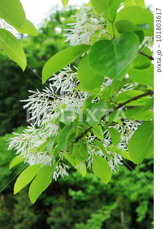 ヒトツバタゴ ヒトツバタゴ 101803617