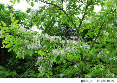 ヒトツバタゴ 101803619