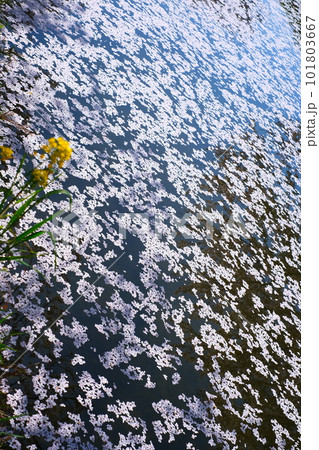 五条川の桜並木 五条川の桜並木 101803667