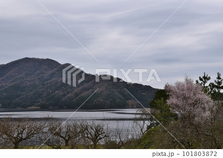 春の朝の水月湖　福井 101803872