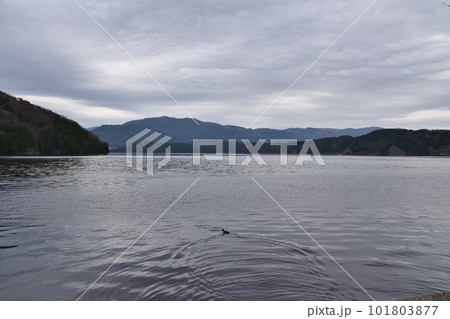春の朝の水月湖　福井 101803877