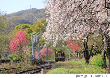 わたらせ渓谷鐵道「上神梅駅の枝垂れ桜と列車を背景に」 101804134