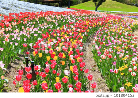 【香川県】春の国営讃岐まんのう公園(チューリップ畑) 【香川県】春の国営讃岐まんのう公園(チューリップ畑) 101804152