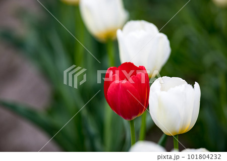 東京都羽村市根がらみ前水田 チューリップ畑 東京都羽村市根がらみ前水田 チューリップ畑 101804232