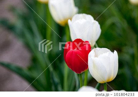 東京都羽村市根がらみ前水田　チューリップ畑 101804233