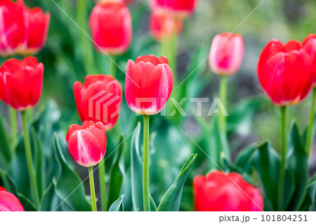 東京都羽村市根がらみ前水田　チューリップ畑 101804251