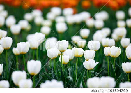 東京都羽村市根がらみ前水田　チューリップ畑 101804269