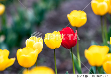 東京都羽村市根がらみ前水田　チューリップ畑 101804277