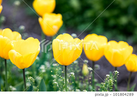 東京都羽村市根がらみ前水田　チューリップ畑 101804289