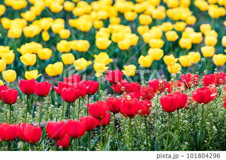 東京都羽村市根がらみ前水田　チューリップ畑 101804296