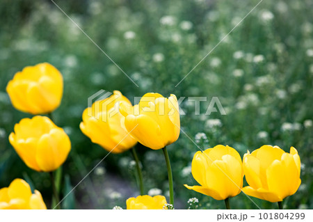 東京都羽村市根がらみ前水田　チューリップ畑 101804299