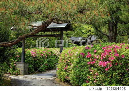 大府市、大倉公園休憩棟と満開のツツジ 大府市、大倉公園休憩棟と満開のツツジ 101804498