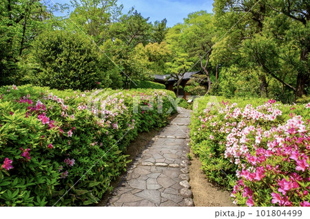 大府市、大倉公園休憩棟と満開のツツジ 101804499