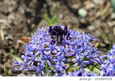 春の庭に咲くオオツルボ（シラー・ペルビアナ）の花 101804526