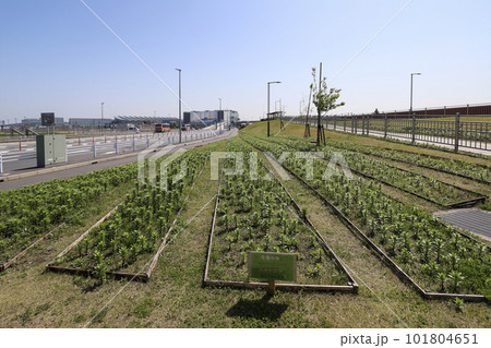 ソラムナード羽田緑地のエントランスに移植されたスカシユリ ソラムナード羽田緑地のエントランスに移植されたスカシユリ 101804651