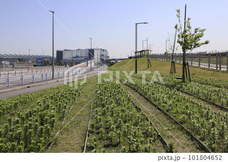 ソラムナード羽田緑地のエントランスに移植されたスカシユリ 101804652