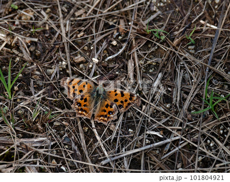 早春に活動する蝶　タテハチョウ科キタテハ♂ 101804921