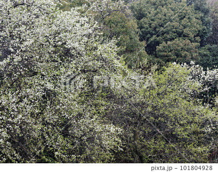 バラ科ナシ属マメナシの開花 101804928
