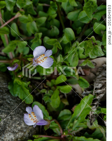 ハエドクソウ科の多年草　ムラサキサギゴケの花 101804933