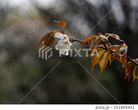 春の雨 ヤマザクラの花 春の雨 ヤマザクラの花 101804941