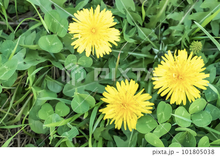 春の到来　黄色いタンポポの花 101805038
